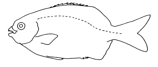 Representative of the Kyphosidae family (Gosline & Brock, 1960, fig. 119)